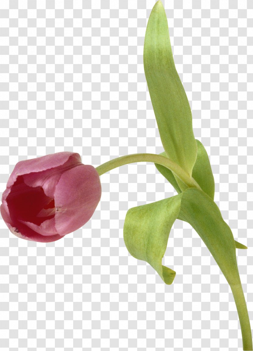 Tulip Flower Pink Clip Art - Flowering Plant Transparent PNG