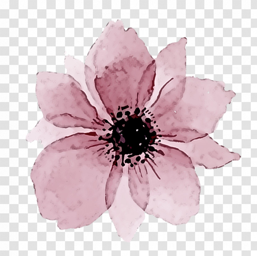 Petal Flower Pink Plant Anemone Transparent PNG
