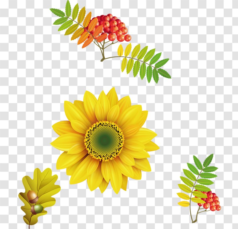 Common Sunflower Terra Fofa Paisagismo Cereal Clip Art - Chrysanths Transparent PNG