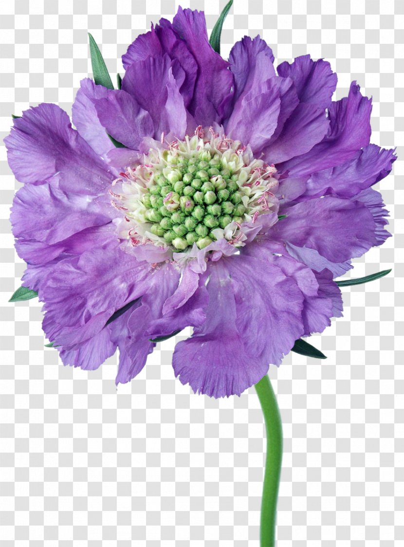 Cut Flowers Aster Daisy Family Chrysanthemum - Purple Transparent PNG