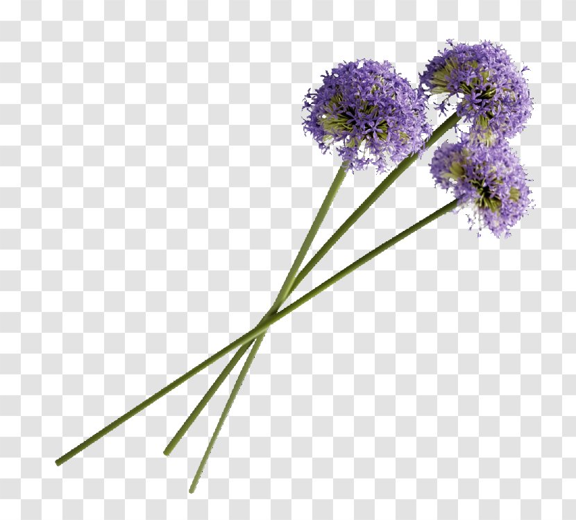 Purple Flower 卡耐基成功学全书 Lavender Transparent PNG
