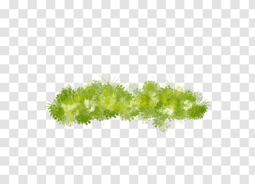 Hand-painted Grass - Leaf - Plant Transparent PNG