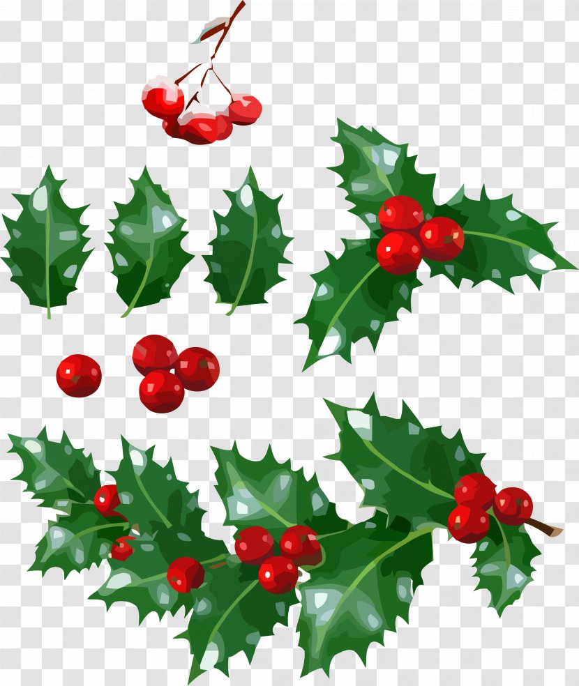 Christmas - Chinese Hawthorn - American Holly Tree Transparent PNG