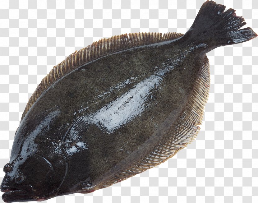 Deep Sea Fish European Plaice Flatfish - Halibut Transparent PNG