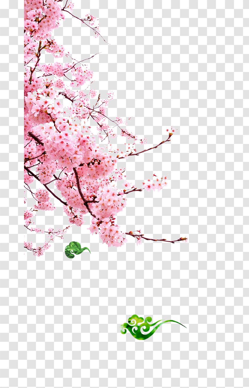 Cherry Blossom Cerasus Pink - Flower - Peach Branches Transparent PNG