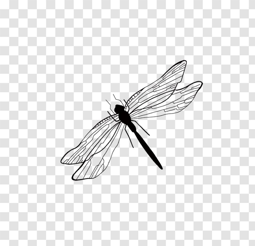 Insect Cartoon - Black And White - Dragonfly Transparent PNG