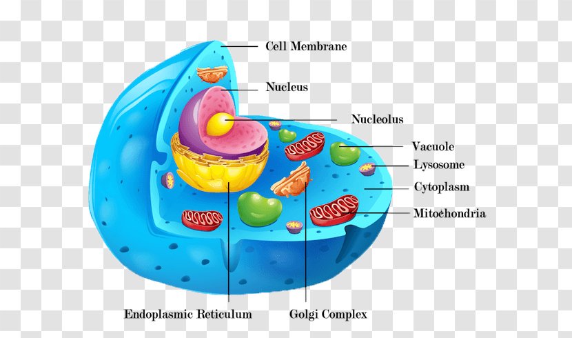 Cèl·lula Animal Plant Cell Wall Organelle - Organism - Membrane Transparent PNG