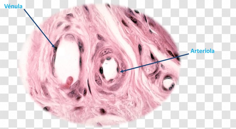 Arteriole Circulatory System Capillary Artery Venule - Flower Transparent PNG