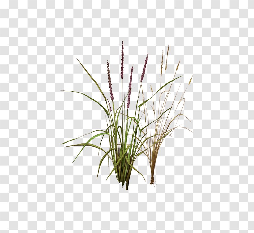 Sweet Grass Vetiver Lemongrass Phragmites Plant Stem - Chrysopogon - Grasses Transparent PNG