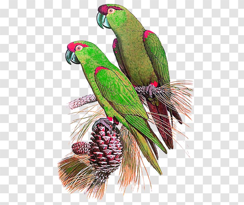 Bird True Parrot Desktop Environment - Photography - Hand-painted Transparent PNG