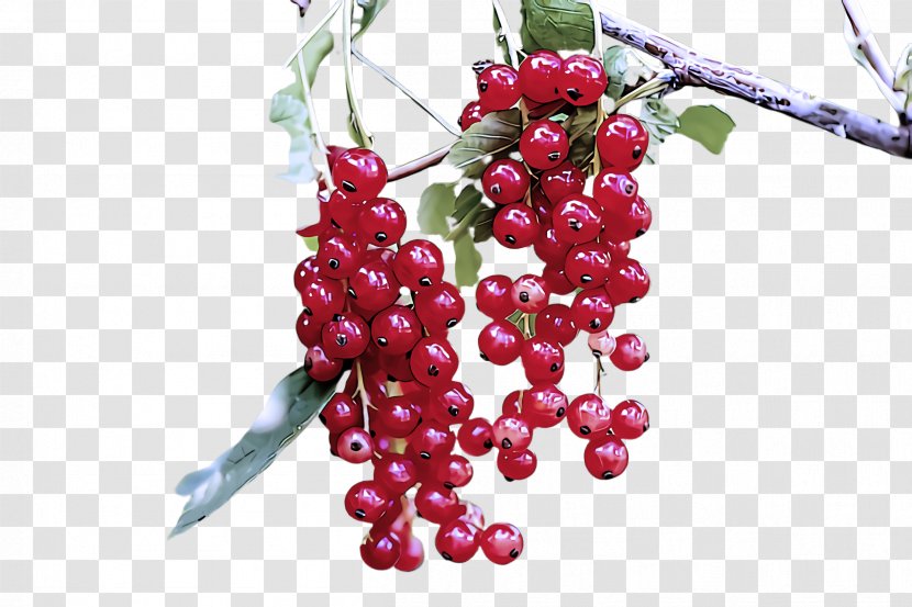 Plant Fruit Berry Seedless Flower - Zante Currant Transparent PNG