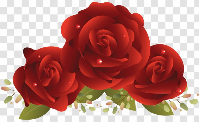 Rose Red - Floribunda Transparent PNG