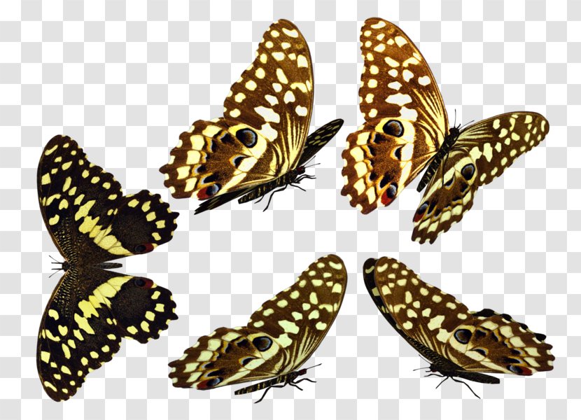 Brush-footed Butterflies Moth Butterfly Fauna Transparent PNG