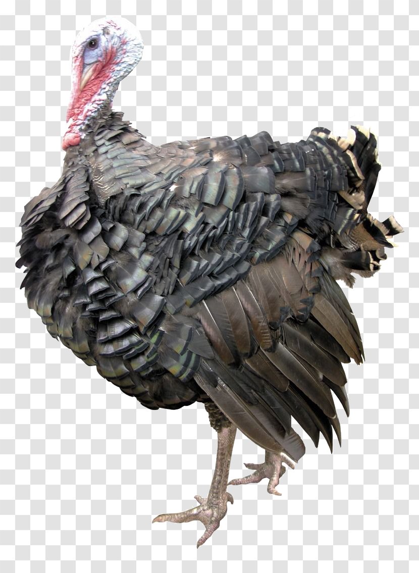 Turkey Clip Art - Fauna - Thanksgiving Transparent PNG
