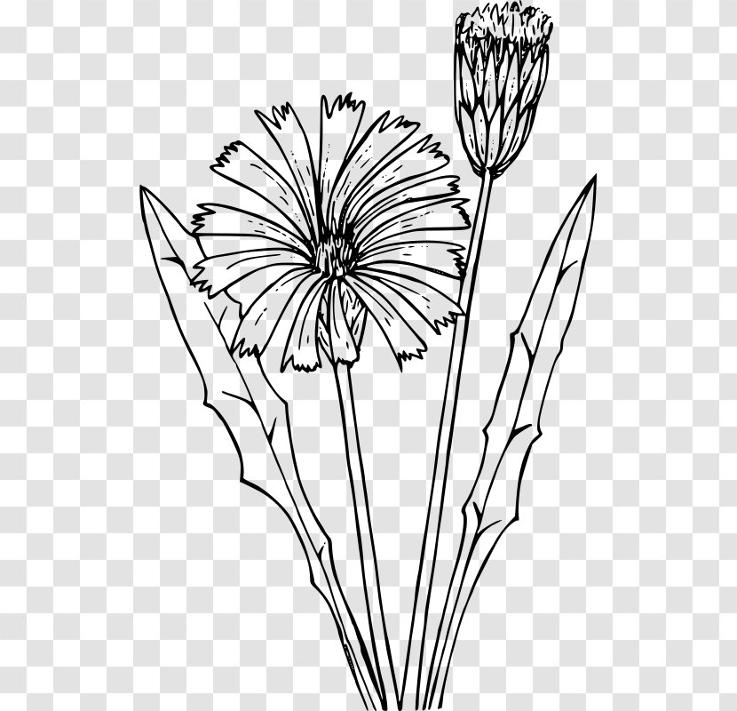 Common Dandelion Coloring Book Flower Drawing Flatweed - Line Art Transparent PNG