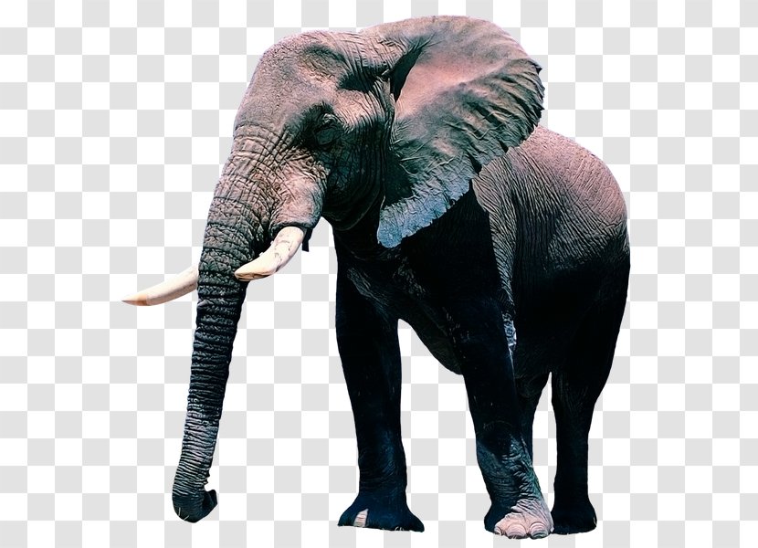 Desktop Wallpaper African Elephant Display Resolution - Indian Transparent PNG