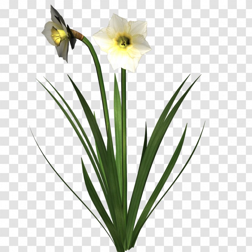 Daffodil Flower Clip Art - Cut Flowers Transparent PNG