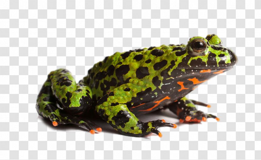 Toad True Frog Amphibian Edible - HD Green Head Transparent PNG
