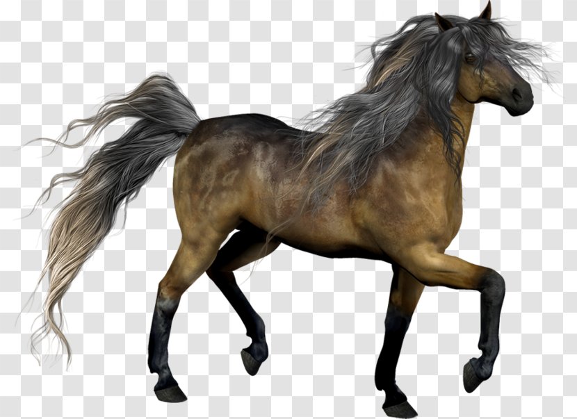 Mustang Stallion Pony Mane Mare - Horse Tack - Hand-painted Run Transparent PNG