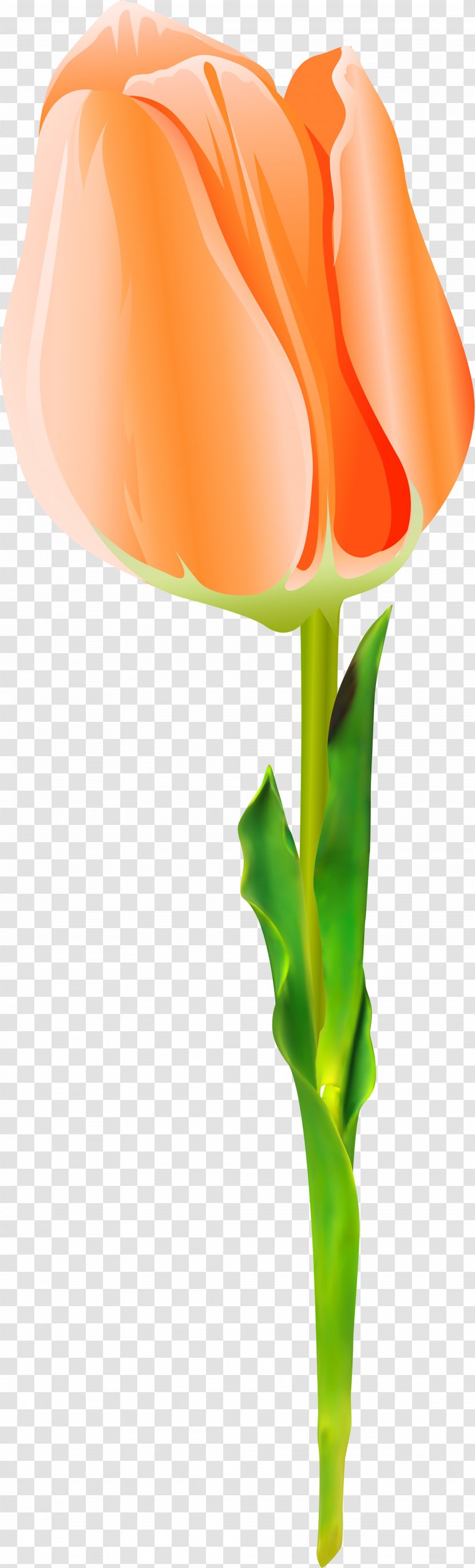 Flowering Plant Cut Flowers Stem - Petal - Tulip Transparent PNG