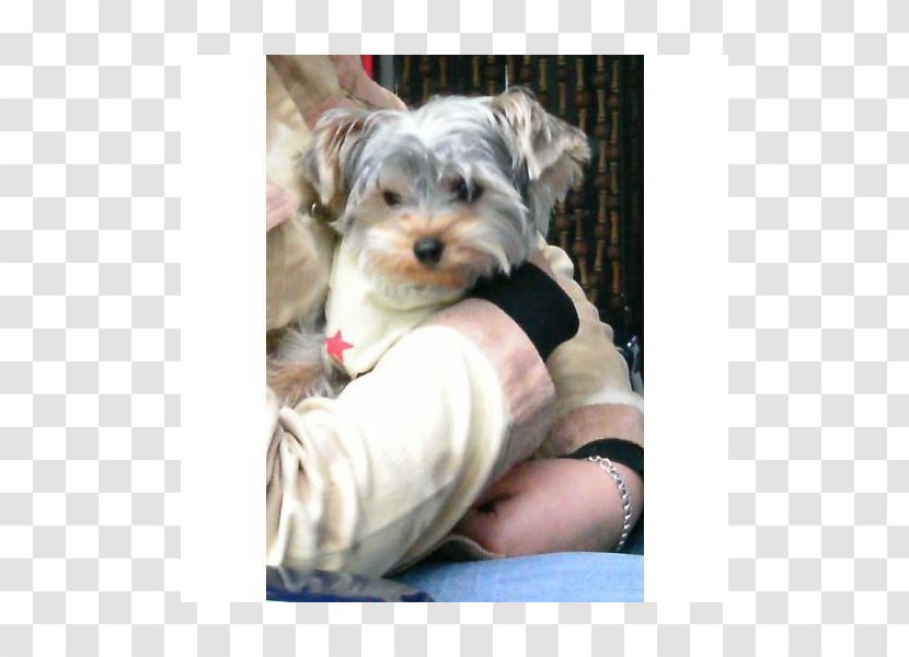 Morkie Yorkshire Terrier Schnoodle Puppy Havanese Dog - Small Transparent PNG