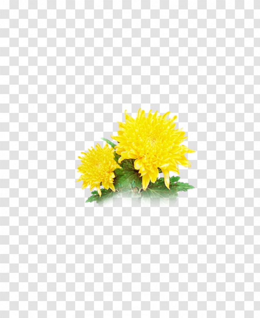 Chrysanthemum Transvaal Daisy Cut Flowers Common Sunflower Floral Design - Gerbera Transparent PNG