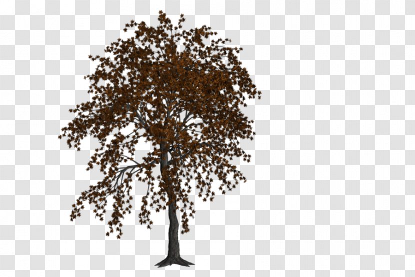 Twig Tree Oak Art - Woodland - Autumn Landspace Transparent PNG