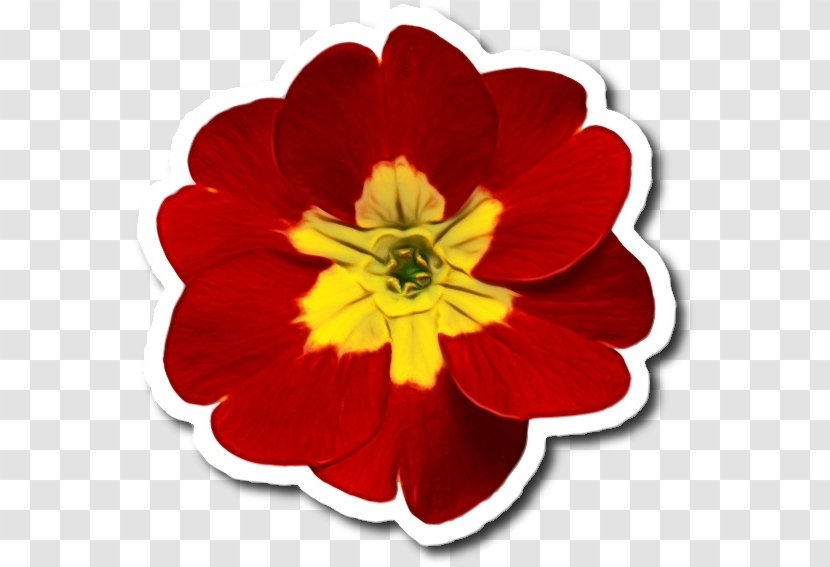 Flower Flowering Plant Petal Red - Primula - Wildflower Herbaceous Transparent PNG