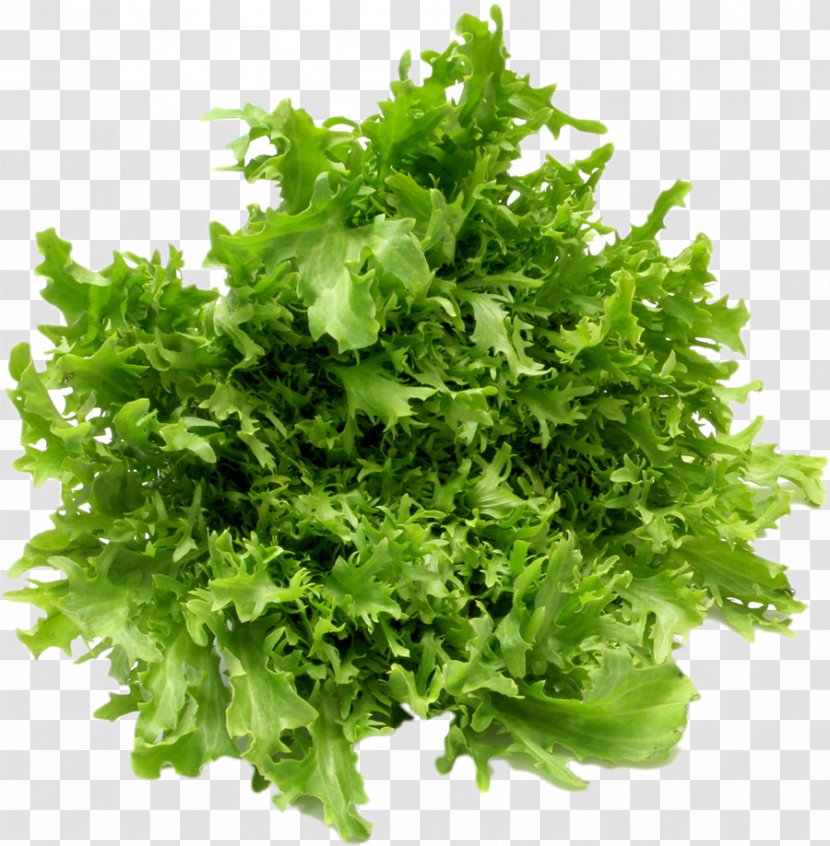 Leaf Vegetable Salad Fruit Lettuce Transparent PNG