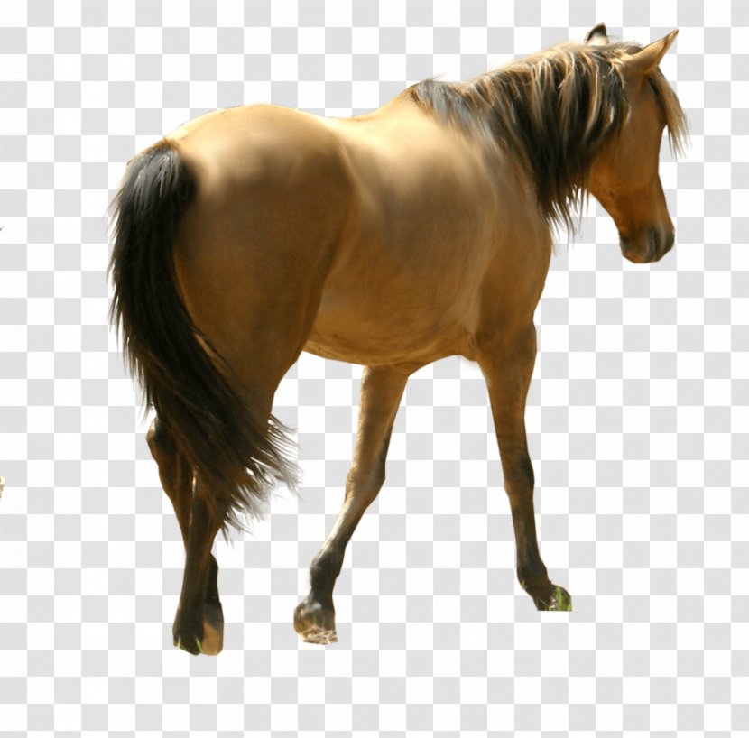 Mustang Clip Art - Horse Siluet Image Download Picture Transparent Background Transparent PNG