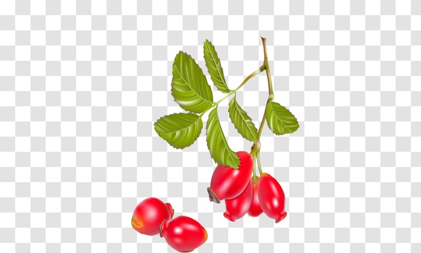Tea Rose Hip Dog-rose Berry - Drawing - Red Tomato Transparent PNG