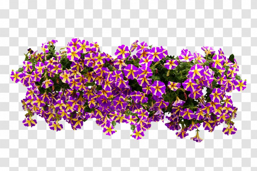 Petunia Flower Balcony - Petal Transparent PNG