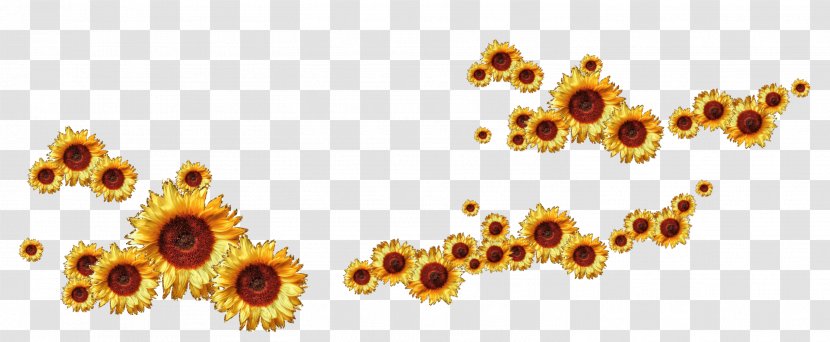 Common Sunflower Animation Clip Art Transparent PNG