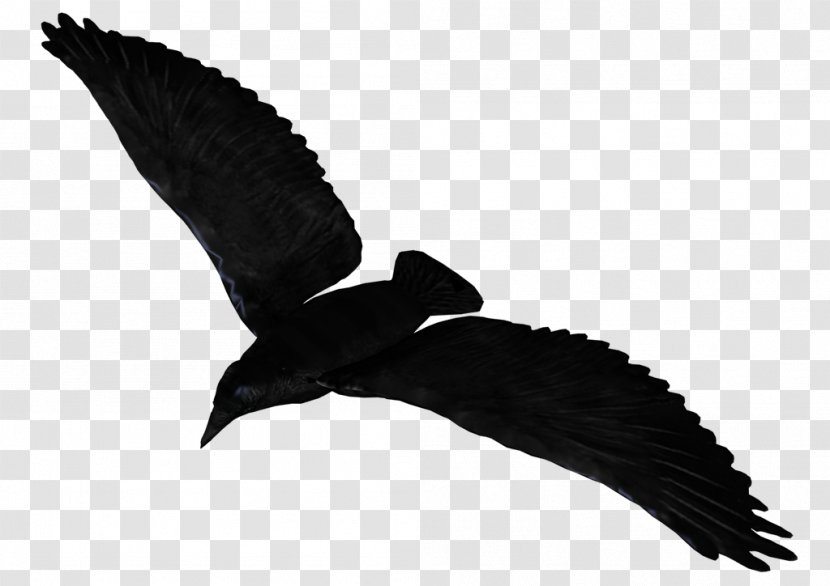 Common Raven Flight - Monochrome Photography - Flying Pic Transparent PNG