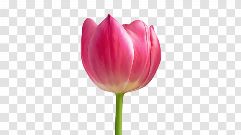 Lily Flower Cartoon - Computer - Perennial Plant Wildflower Transparent PNG
