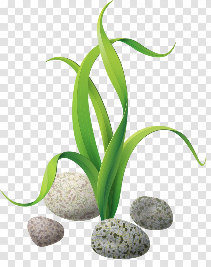Algae Seaweed Clip Art - Grass Family - Stones And Rocks Transparent PNG