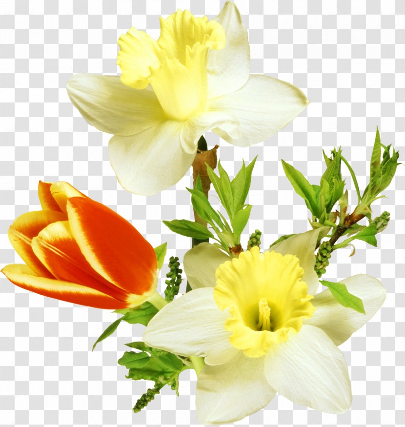 Flower Clip Art - Plant - Tulip Transparent PNG