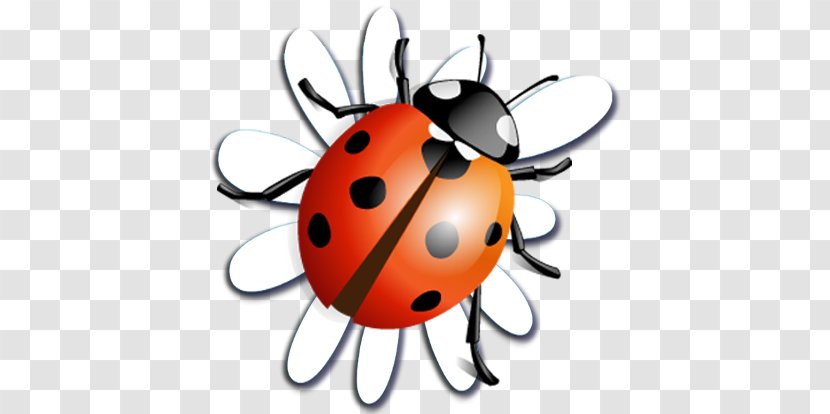 Beetle Ladybird Clip Art - Invertebrate Transparent PNG