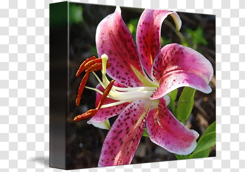 Daylily Lily M - Plant - Stargazer Transparent PNG