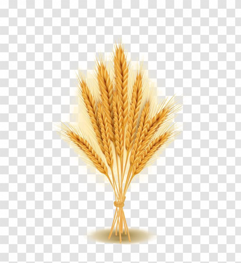 Wheat Agriculture Ear Stock Photography - Grass Family - Bunch Of Standing Transparent PNG