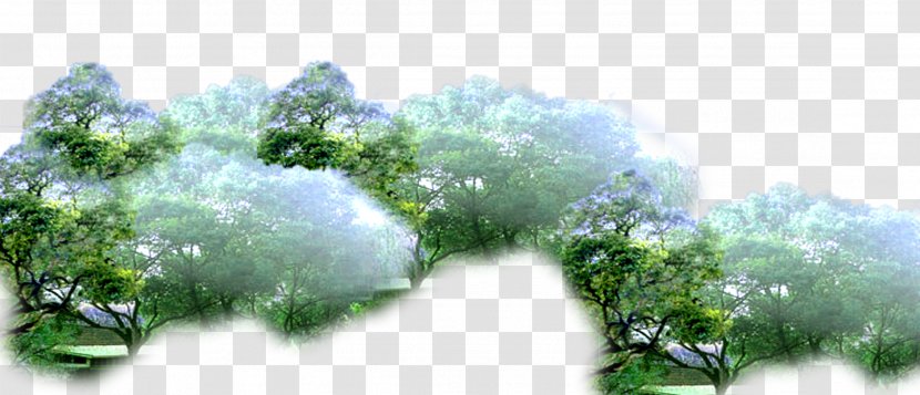 Branch Amazon Rainforest Tree - Flora - Forest Transparent PNG