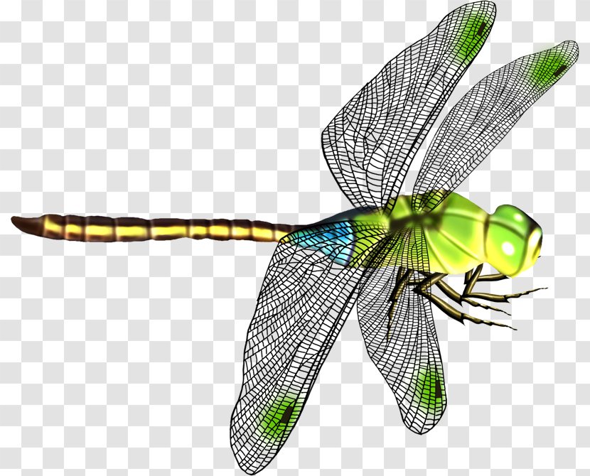 Dragonfly Icon - Photography - Beautiful Wings Transparent PNG