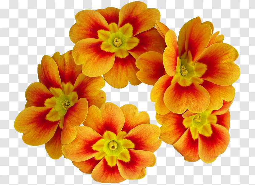 Primrose Flower Oratorio Di Bracciano Beato Innocenzo XI Parrocchia Santo Stefano Protomartire Petal - Annual Plant - Spreading Flowers In English Transparent PNG