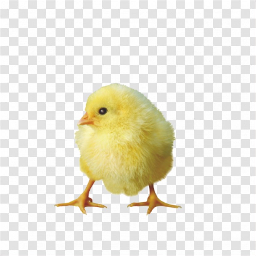 Chicken - Tree - Chick Transparent PNG