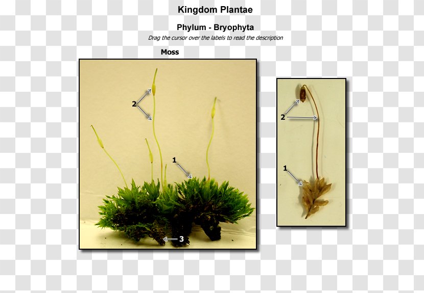 Floral Design Grasses Plant Stem Family - Flora Transparent PNG