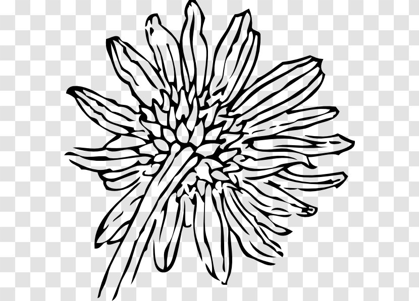 Drawing Common Sunflower Clip Art - Free Content - Line Transparent PNG