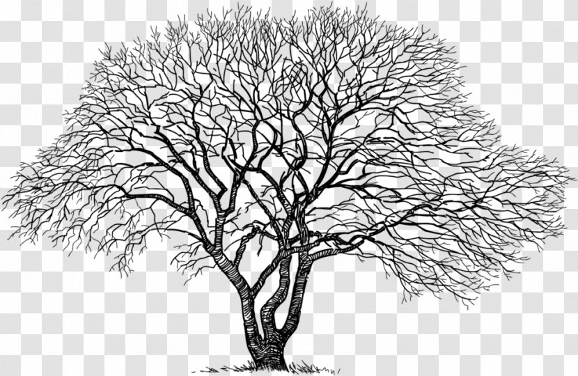 Tree Trunk Drawing - Plant Stem Transparent PNG