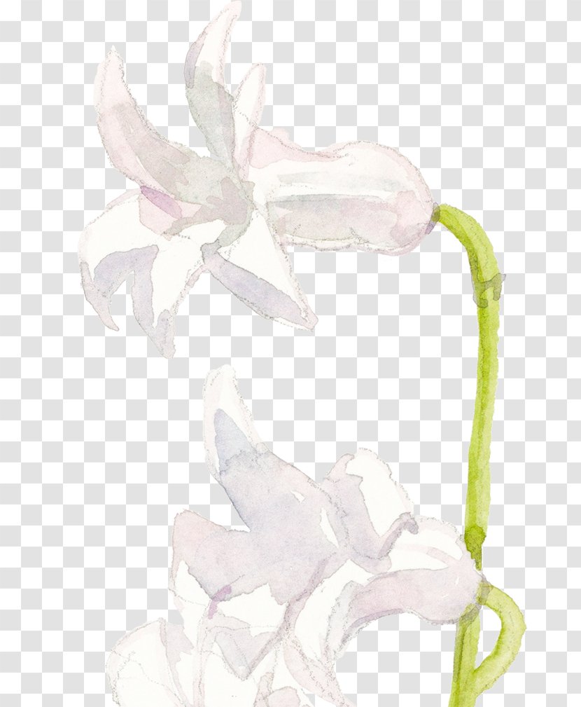 /m/02csf Drawing Product Cut Flowers Flowering Plant - Browse Ornament Transparent PNG