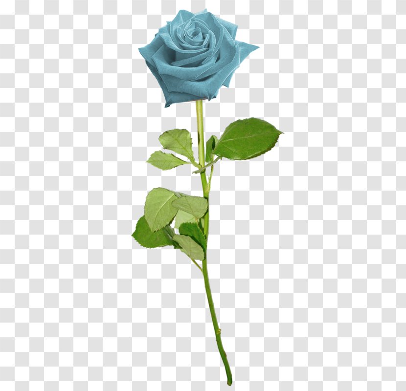 Garden Roses Blue Rose Flower Clip Art - Petal Transparent PNG
