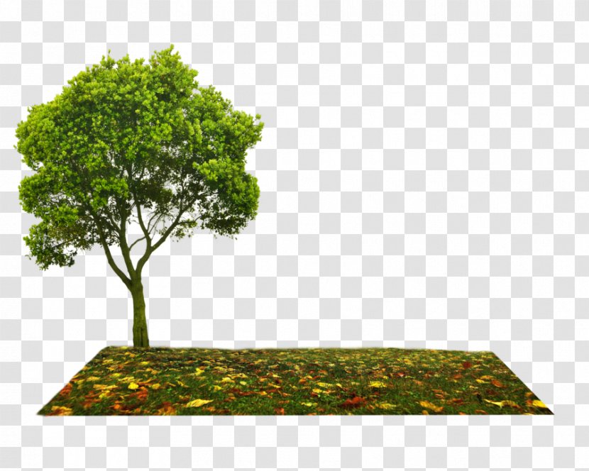 Tree Clip Art - Branch - Farm Land Transparent PNG